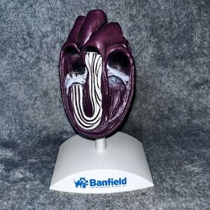 Dog Heart  Anatomy Model Canine  Veterinary Teaching Pet Clinic Display Banfield